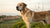 How Much Dog Food for a 40 lb Dog: A Comprehensive Guide for Pet Owners-140552863983