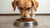 How Much Dog Food for a 40 lb Dog: A Comprehensive Guide to Proper Feeding-140853379311