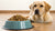 How Much Dog Food for a 50 Pound Dog: A Comprehensive Guide for Pet Owners