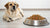 How Much Dog Food for a 60 lb Dog? A Comprehensive Feeding Guide