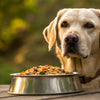 How Much Dog Food for a 70 lb Dog: A Comprehensive Guide