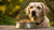 How Much Dog Food for a 70 lb Dog: A Comprehensive Guide-140548604143