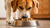 How Much Dog Food for a 75 lb Dog: A Comprehensive Guide for Pet Parents