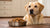 How Much Dog Food for a 90 lb Dog: A Complete Feeding Guide-140854755567