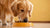 How Much Dog Food for a Golden Retriever: A Comprehensive Feeding Guide for Your Furry Friend-140852625647