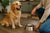 How Much Dog Food for a Golden Retriever: A Guide to Perfect Portions
