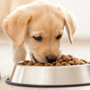 How Much Dog Food for a Lab Puppy: A Comprehensive Feeding Guide