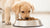 How Much Dog Food for a Lab Puppy: A Comprehensive Feeding Guide