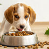 How Much Dog Food for a Puppy: A Comprehensive Guide