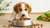 How Much Dog Food for a Puppy: A Comprehensive Guide
