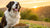 How Much Dog Food for an 80lb Dog: A Comprehensive Guide for Pet Owners-140551127279