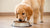How Much Dog Food for Golden Retriever: A Comprehensive Guide for Pet Owners-140550275311