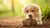 How Much Dog Food for Puppy Per Day: The Ultimate Feeding Guide