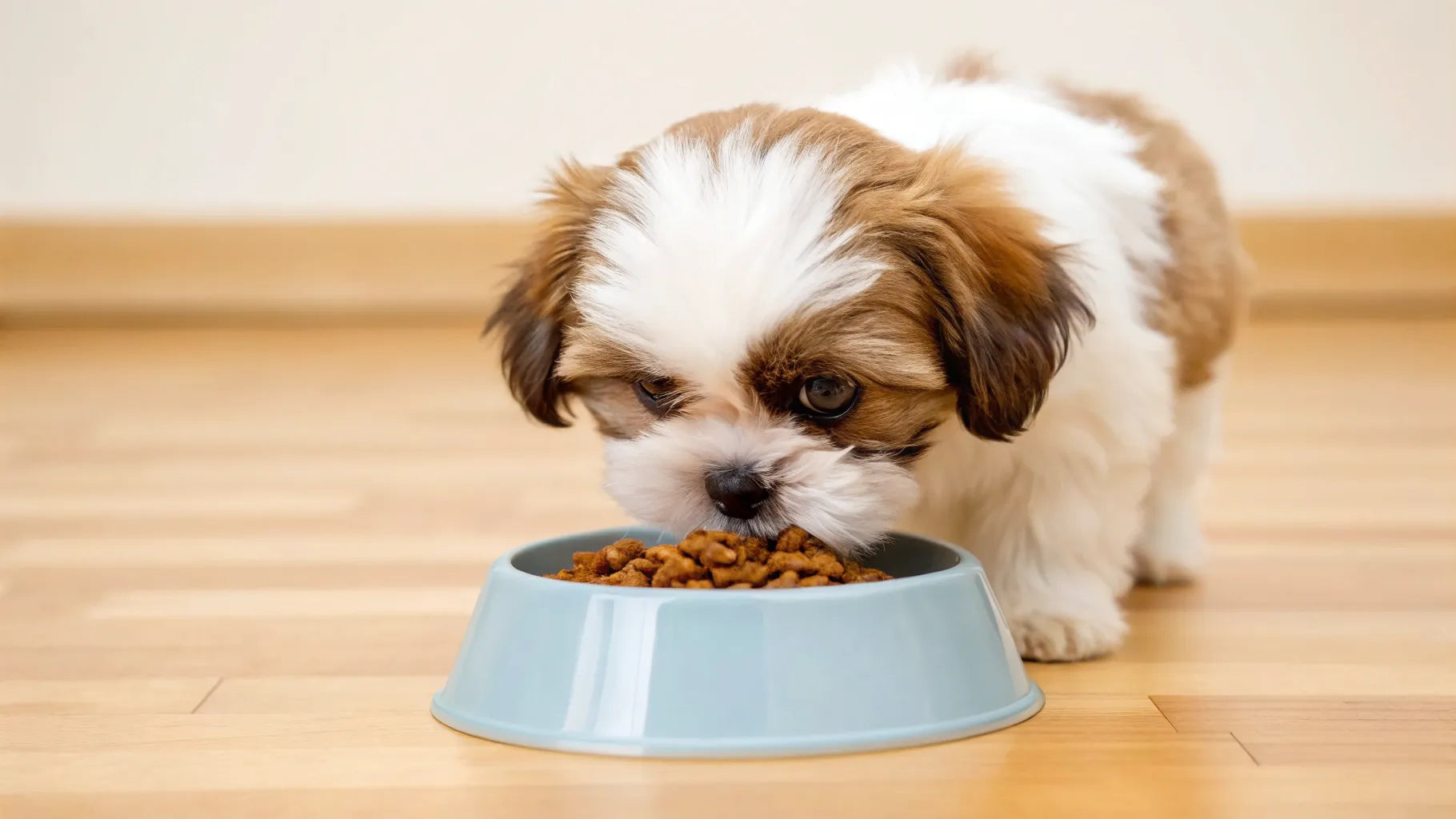 How Much Dog Food for Shih Tzu: A Proper Feeding Guide