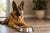 How Much Dog Food Per Day for a German Shepherd