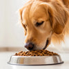 How Much Dog Food Per Day Golden Retriever
