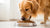 How Much Dog Food Per Day for a Golden Retriever: Complete Guide