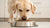 How Much Dog Food Per Day for a Lab: Your Complete Guide-140856688879