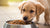How Much Dog Food Per Day for a Puppy: The Ultimate Guide