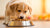 How Much Dog Food Per Day for Puppy: Your Essential Guide