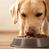 How Much Dog Food Per Day Labrador: A Feeding Guide