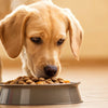 How Much Dog Food Should a 10 lb Dog Eat? A Comprehensive Feeding Guide for Your Furry Friend
