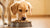 How Much Dog Food Should a 10 lb Dog Eat? A Comprehensive Feeding Guide for Your Furry Friend