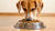 How Much Dog Food Should a 15 lb Dog Eat? A Comprehensive Guide for Pet Owners