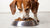 How Much Dog Food Should a 20 lb Dog Eat? A Comprehensive Guide to Optimal Feeding-140296257775