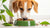 How Much Dog Food Should a 25 lb Dog Eat?-140212863215