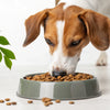 How Much Dog Food Should a 30 lb Dog Eat?