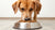 How Much Dog Food Should a 30 Pound Dog Eat: A Comprehensive Guide for Pet Owners-140300517615