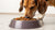 How Much Dog Food Should a 40 lb Dog Eat? A Comprehensive Guide-140139725039