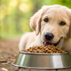 How Much Dog Food Should a 50 Pound Dog Eat? A Comprehensive Guide