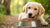 How Much Dog Food Should a 50 Pound Dog Eat? A Comprehensive Guide