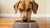 How Much Dog Food Should a 60 lb Dog Eat: A Comprehensive Guide for Pet Owners