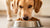 How Much Dog Food Should a 60 Pound Dog Eat? Understanding the Right Portions for Your Canine Companion-140213289199