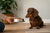 How Much Dog Food Should a Dachshund Eat