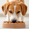 How Much Dog Food Should a Dog Eat Per Day? A Comprehensive Guide for Pet Owners