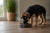 How Much Dog Food Should a German Shepherd Puppy Eat