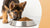 How Much Dog Food Should a German Shepherd Puppy Eat? A Comprehensive Guide for New Owners