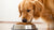How Much Dog Food Should a Golden Retriever Eat?