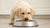 How Much Dog Food Should a Lab Eat? A Comprehensive Guide to Keeping Your Pup Healthy