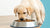How Much Dog Food Should a Lab Puppy Eat? A Comprehensive Guide