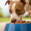 How Much Dog Food Should a Pitbull Eat?