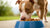 How Much Dog Food Should a Pitbull Eat: A Comprehensive Guide