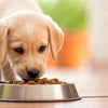 How Much Dog Food Should a Puppy Eat? A Comprehensive Guide for New Pet Owners