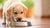 How Much Dog Food Should a Puppy Eat? A Comprehensive Guide for New Pet Owners