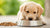 How Much Dog Food Should a Puppy Eat a Day? A Comprehensive Guide for New Pet Owners