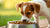 How Much Dog Food Should a Small Dog Eat? A Complete Guide for Pet Owners-140301107439